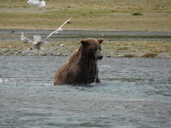 Katmai-in the river
