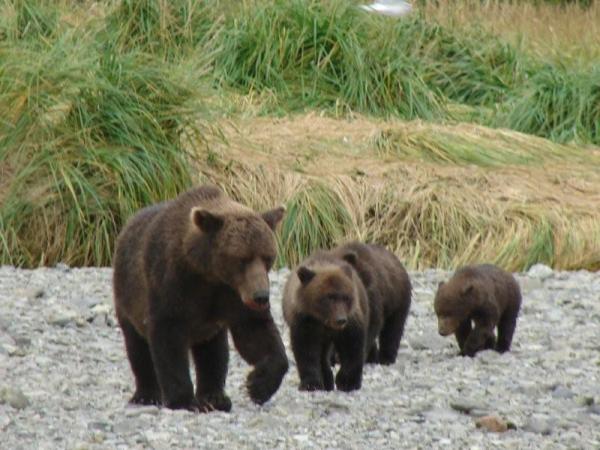Katmai-sow with triplets