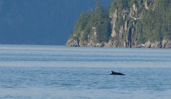 PWS humpback whale 17 mile beach