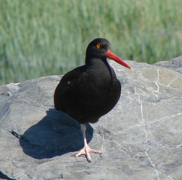 PWS Oyster Catcher 2