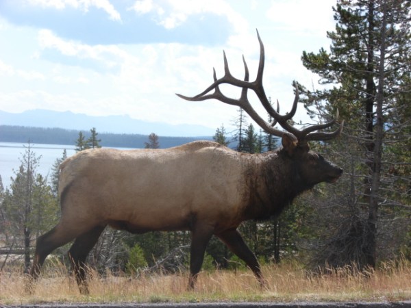 Yellowstone Elk