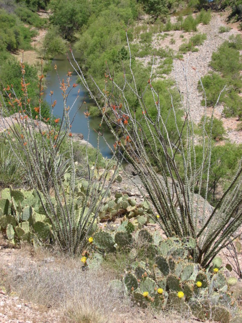 Verde RR Ocitillo and prickly pear in bloom