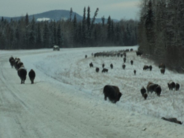 Alcan Bison Herd
